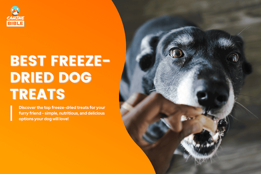 Best Freeze Dried Dog Treats