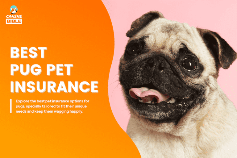 Best Pet Insurance For Pugs: Top Plans, Cost, Quotes & More