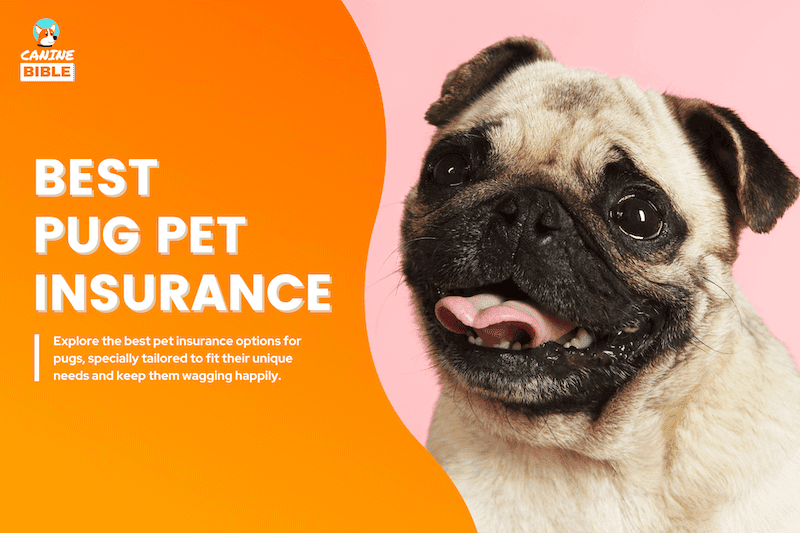 pug pet insurance