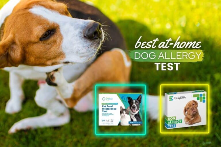 best at home dog allergy test