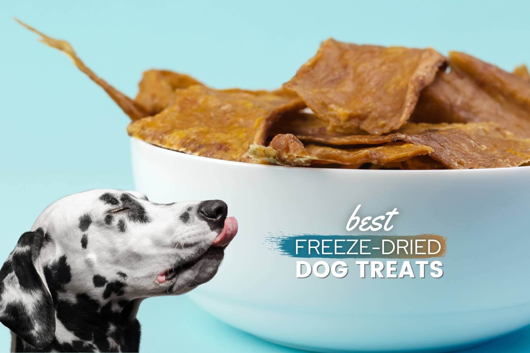 best freeze dried dog treats
