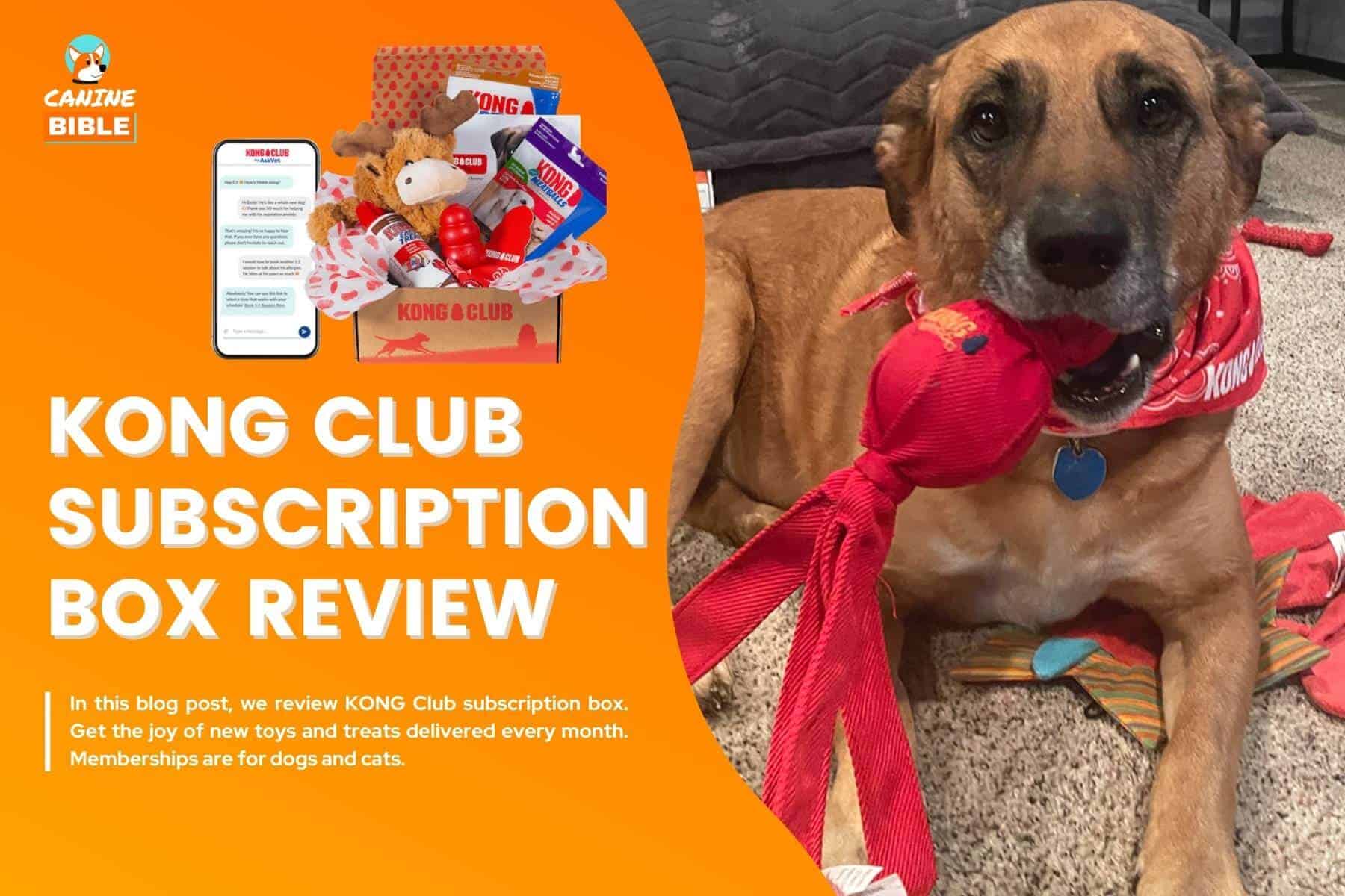 kong club subscription box