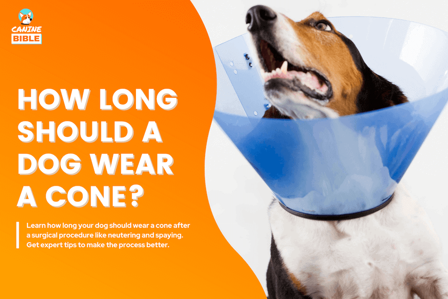How Long Should A Dog Wear A Cone
