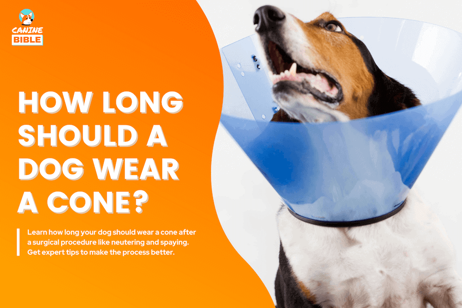 when should you have your dog spayed