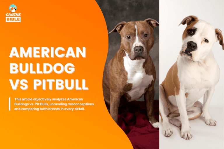 American Bulldog Vs Pitbull: 10 The Differences  — Is A Bulldog A Pitbull?