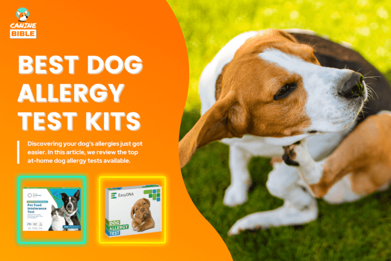 Best At-Home Dog Allergy Test Kits 2024 —  Reviews & Top Picks