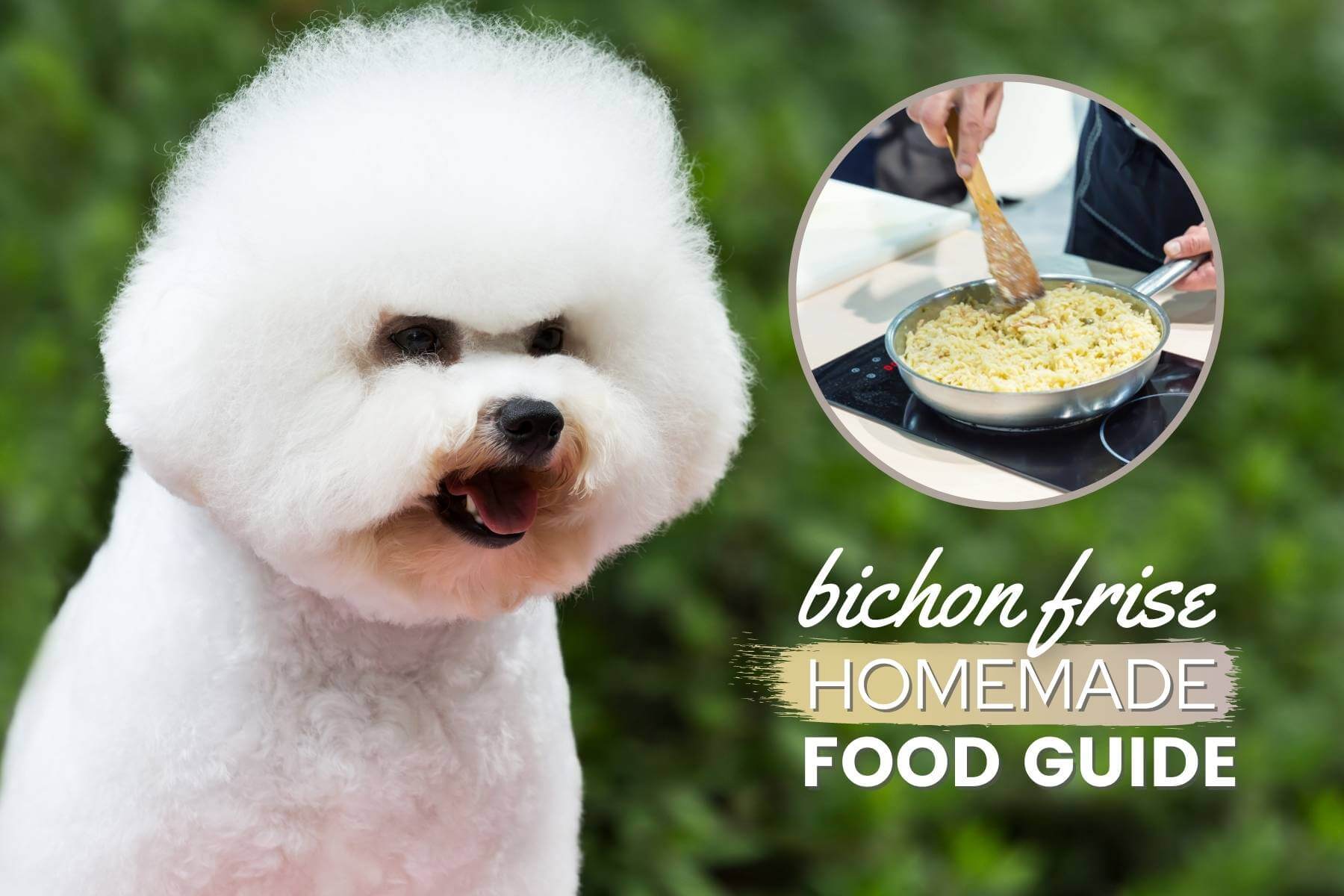 bichon frise homemade dog food