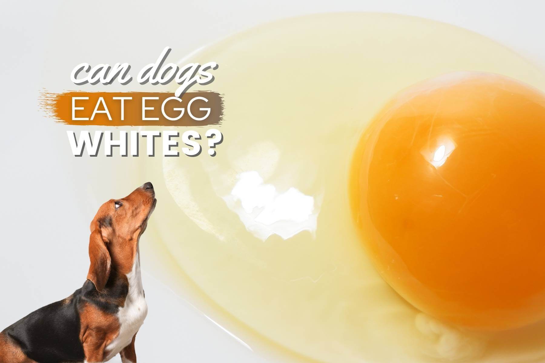 can dogs eat egg whites