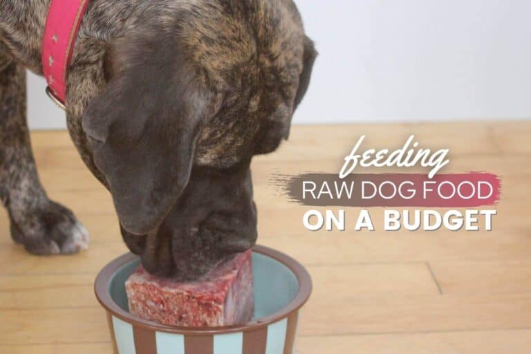 feeding dog raw diet on a budget