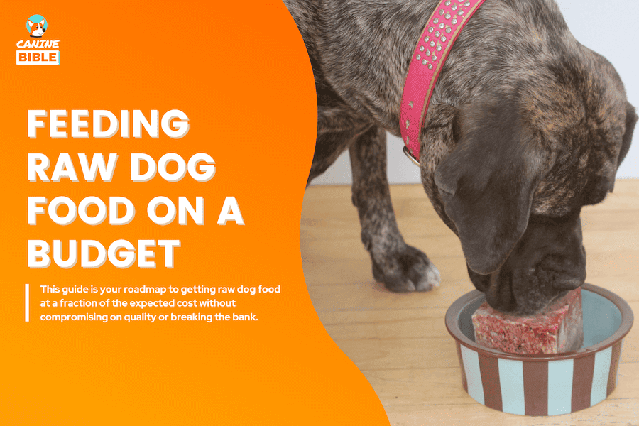 feeding dog raw diet on a budget