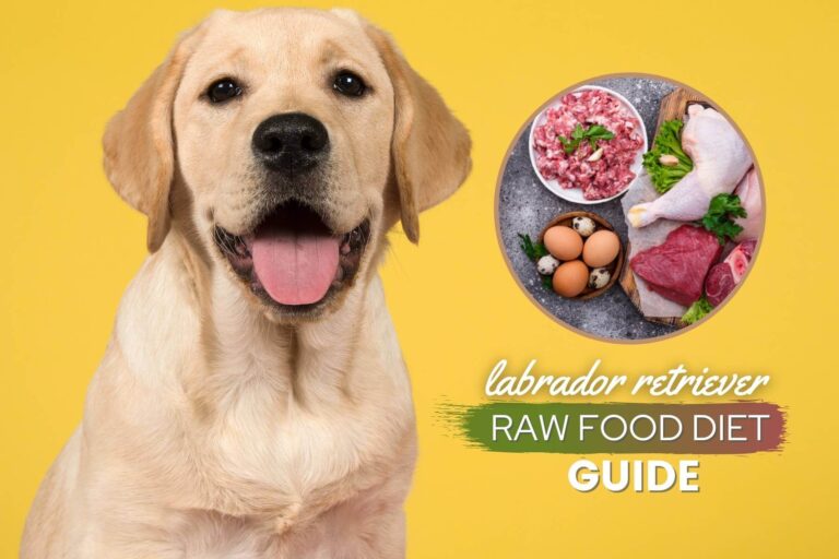 Labrador Retriever Raw Dog Food Diet Guide: Recipes, Benefits & FAQs