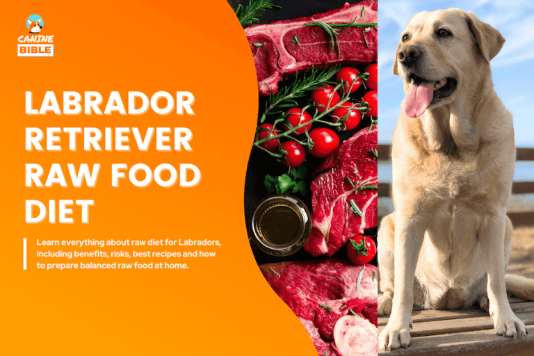 Labrador Retriever Raw Dog Food Diet Guide: Recipes, Benefits & FAQs