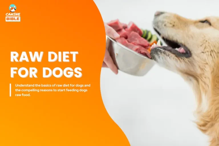 Raw Diet For Dogs: Everything You Need to Know