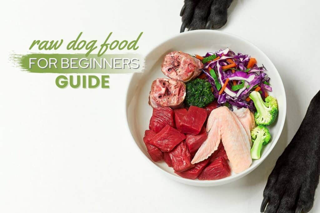 raw dog food for beginners