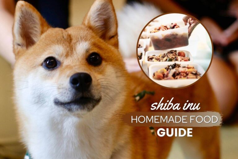 Homemade Food For Shiba Inus Guide — Recipes & Tips