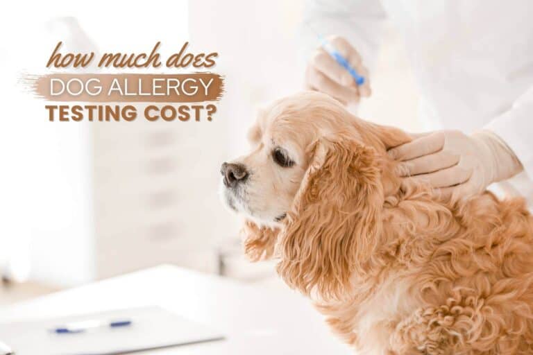 Dog Allergy Testing Cost: How Much Will You Pay? [Update 2023]