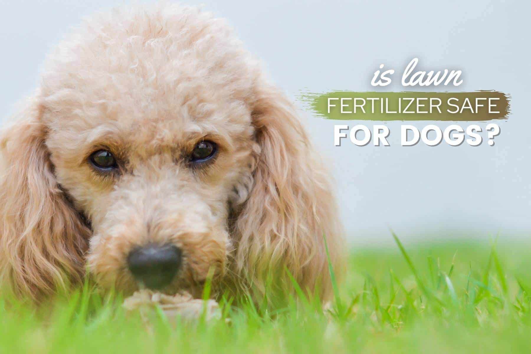 is lawn fertilizer safe for dogs