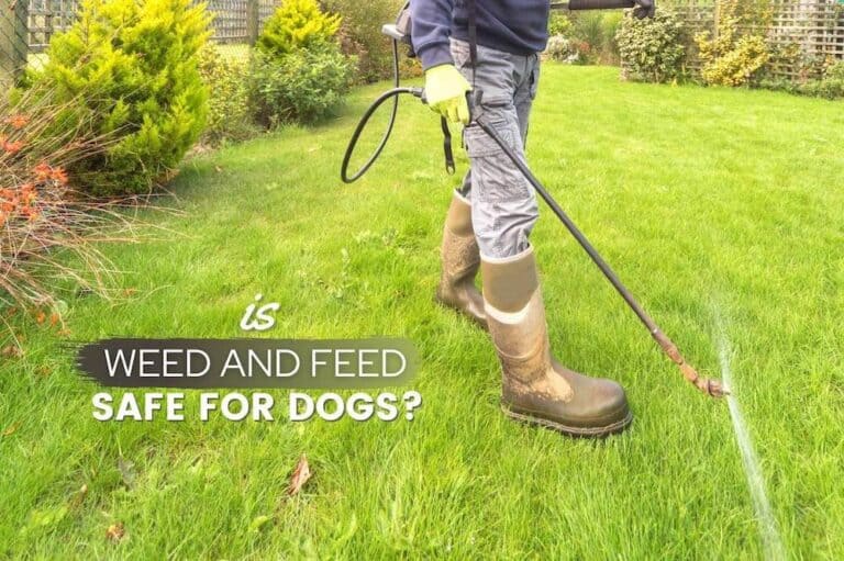 is weed and feed safe for dogs