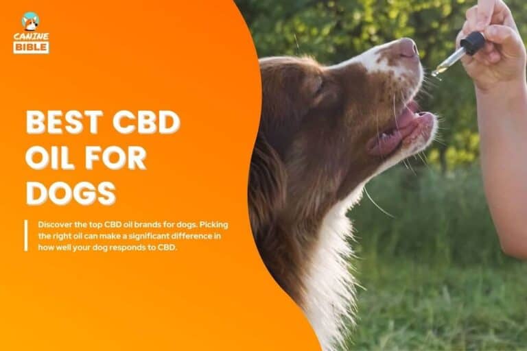 best CBD oil for dogs