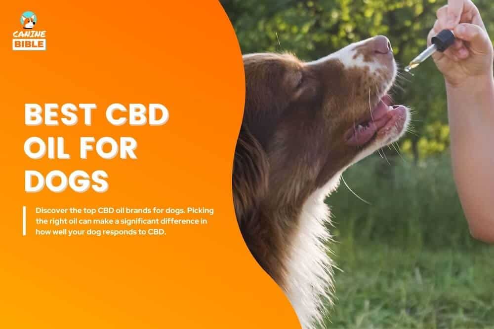 best CBD oil for dogs
