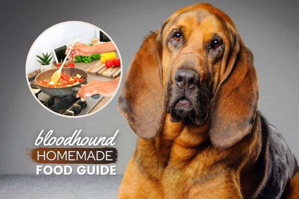 bloodhound homemade dog food
