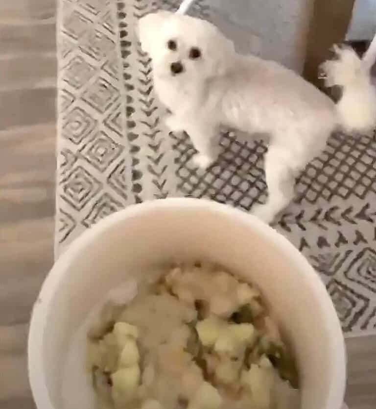 Nom Nom Dog Food Reviews My Dogs' Verdict [Cost, Puppies, Cons, Price