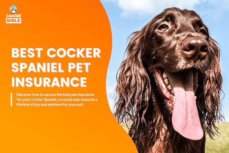 cocker spaniel pet insurance