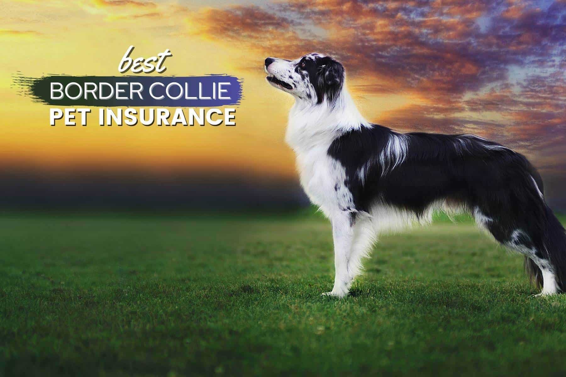 border collie pet insurance