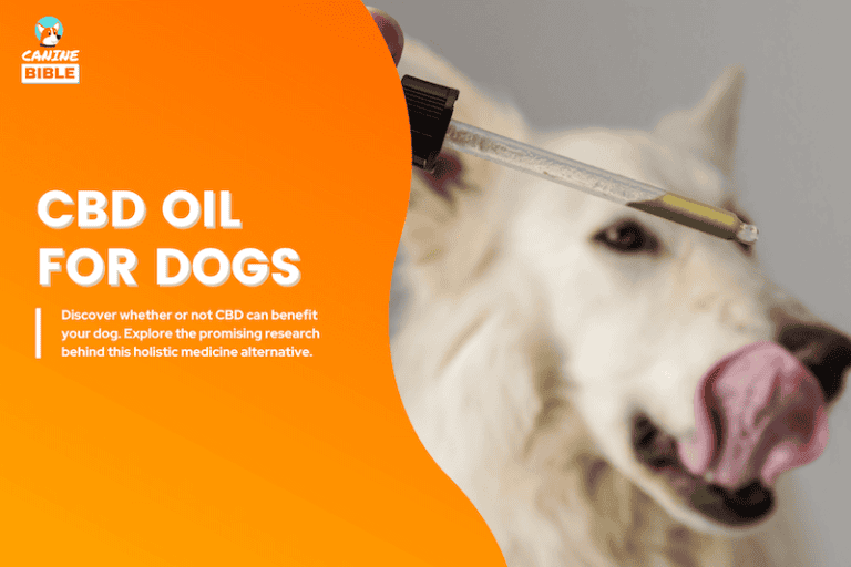 cbd oil for dogs