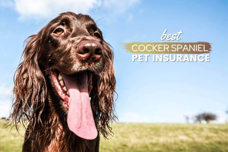 Best Pet Insurance For Cocker Spaniels: Cost, Quotes & Plans