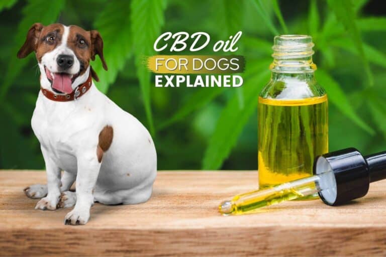 What Is CBD Oil For Dogs? Benefits, Pros, Cons & Risks