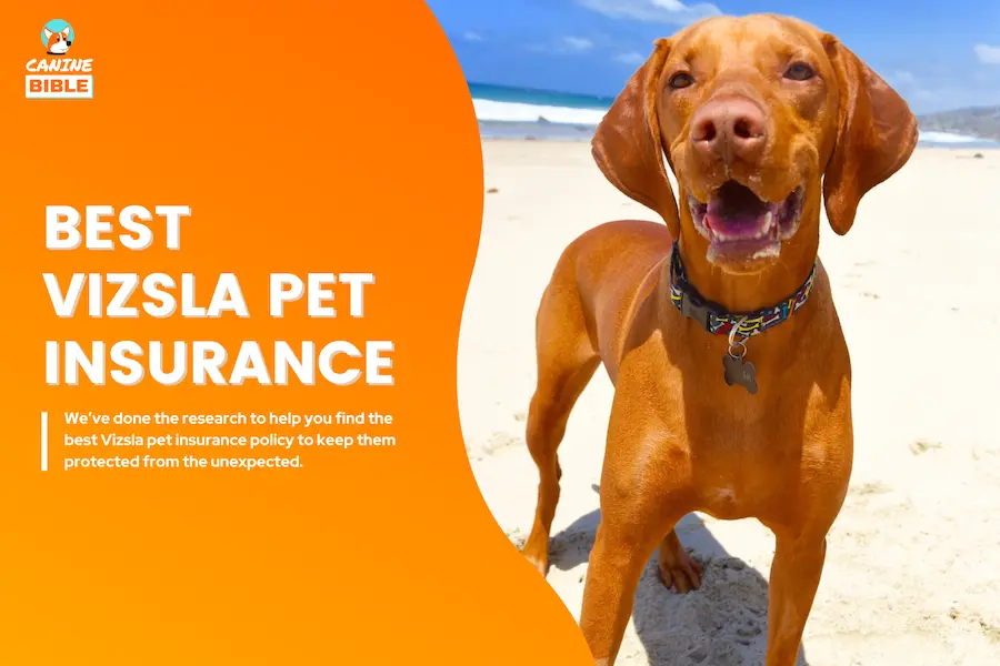 vizsla pet insurance