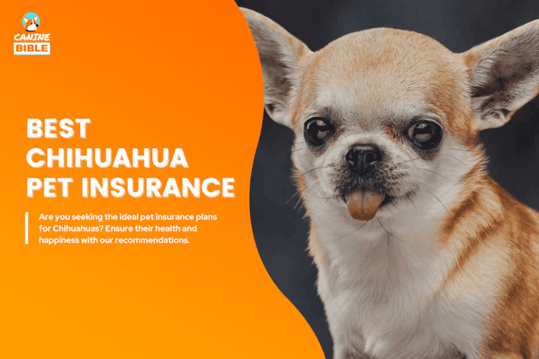 Best Pet Insurance For Chihuahuas — All You Need to Know