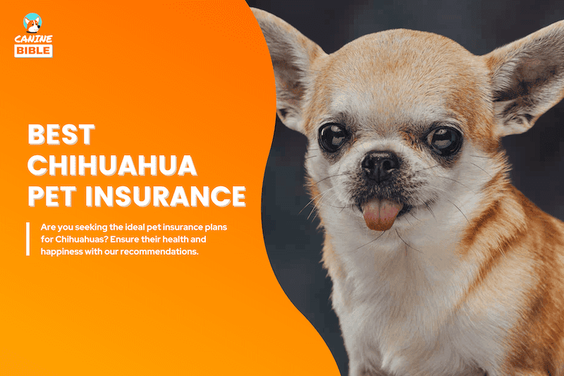 chihuahua pet insurance