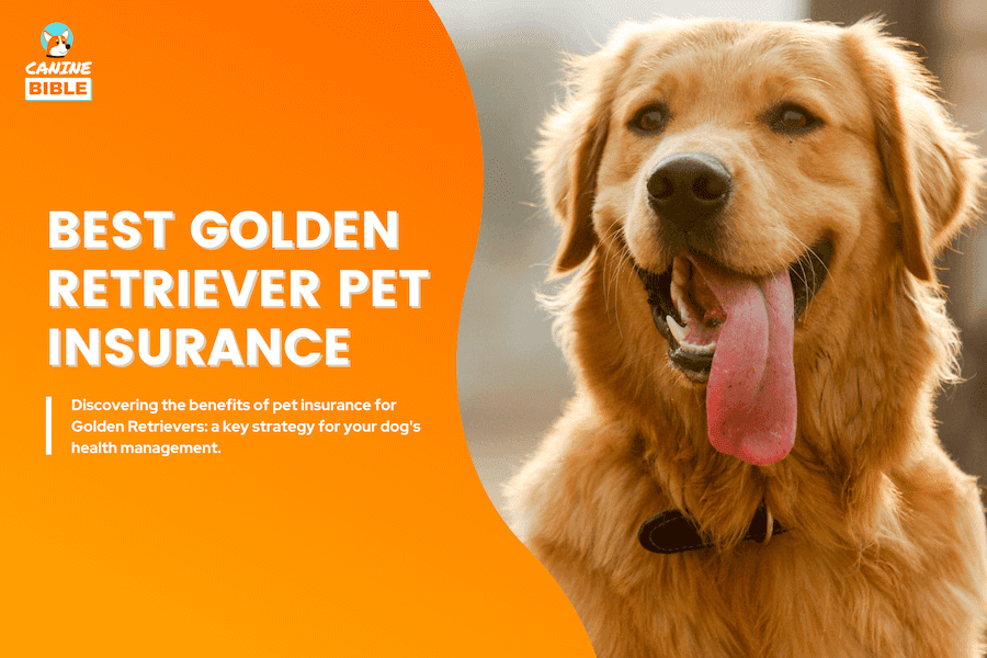 best pet insurance for golden retriever