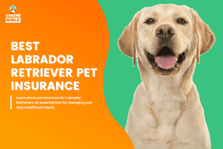 Best Pet Insurance For Labrador Retrievers 2024: Must-Knows & Reviews