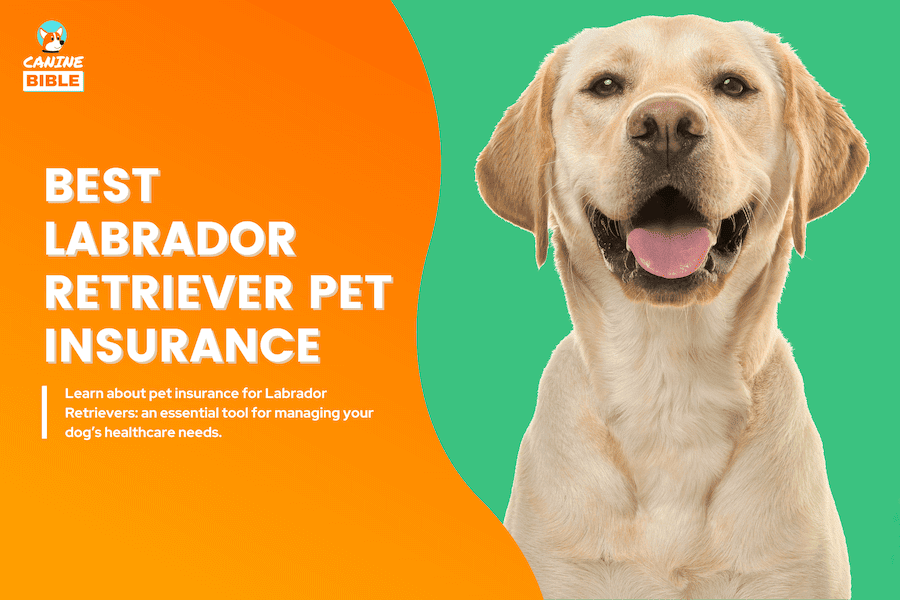 best pet insurance for labradors retrievers