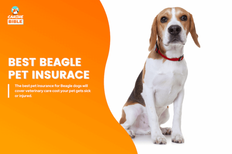 best beagle pet insurance