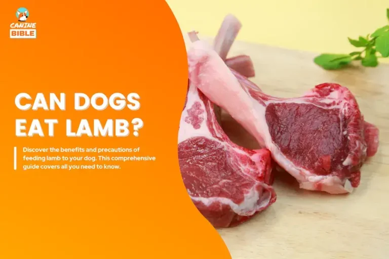 The Complete Guide to Dogs Eating Lamb: Good or Bad?