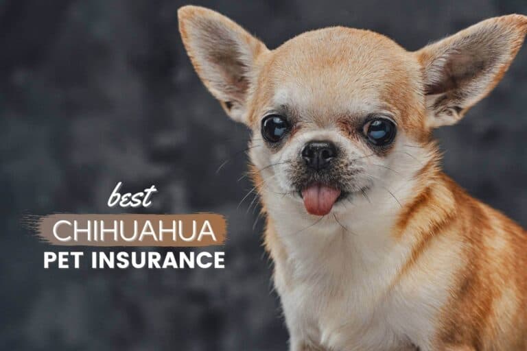 Best Pet Insurance For Chihuahuas: Cost, Quotes & Plans