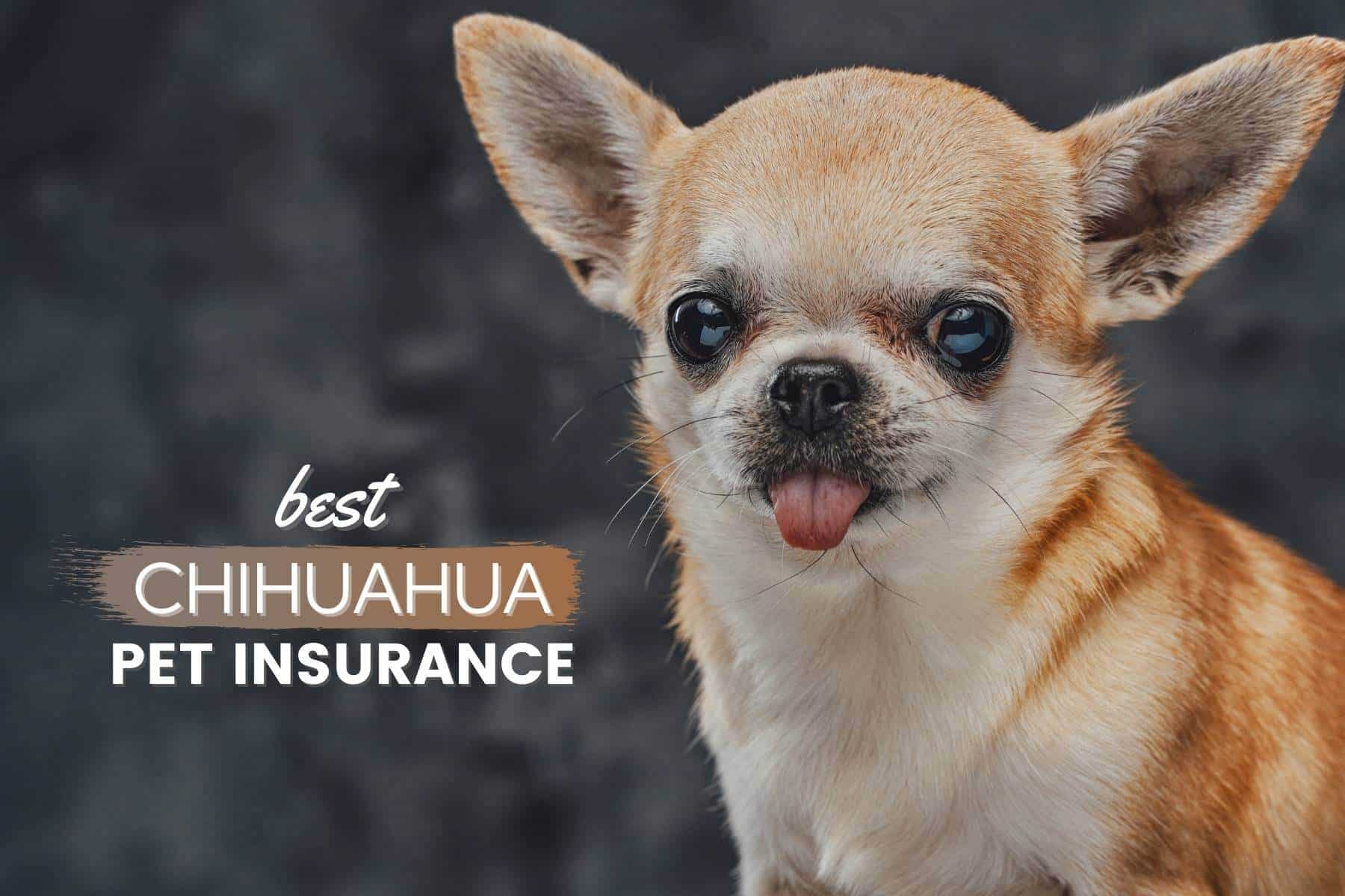 chihuahua pet insurance