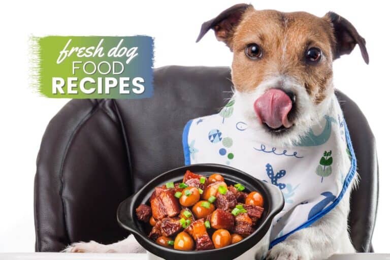 The 10 Best Fresh Dog Food Recipes [Vet Approved]