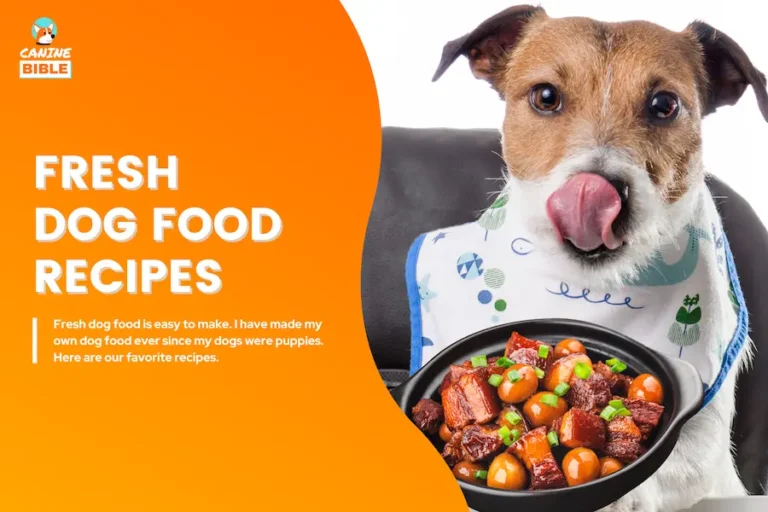 10 Fresh Food Recipes For Dogs: Healthy & Easy to Make