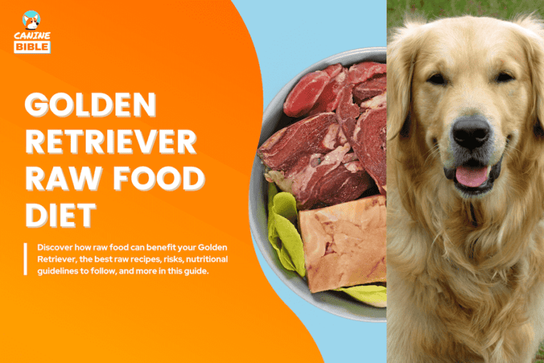 Best Raw Dog Food Diet For Golden Retrievers [Recipes & Guide]