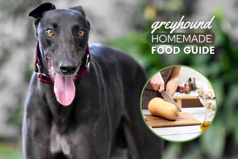 Greyhound Homemade Dog Food: Recipes & Guide