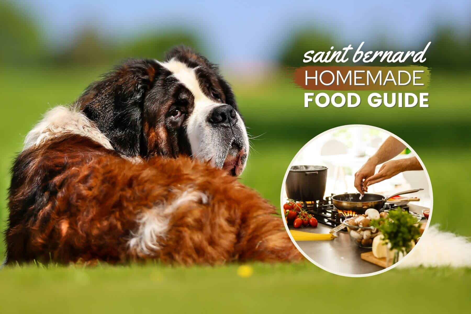 Saint Bernard homemade dog food