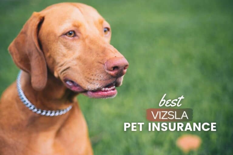 Best Pet Insurance For Vizslas: Cost, Quotes & Plans