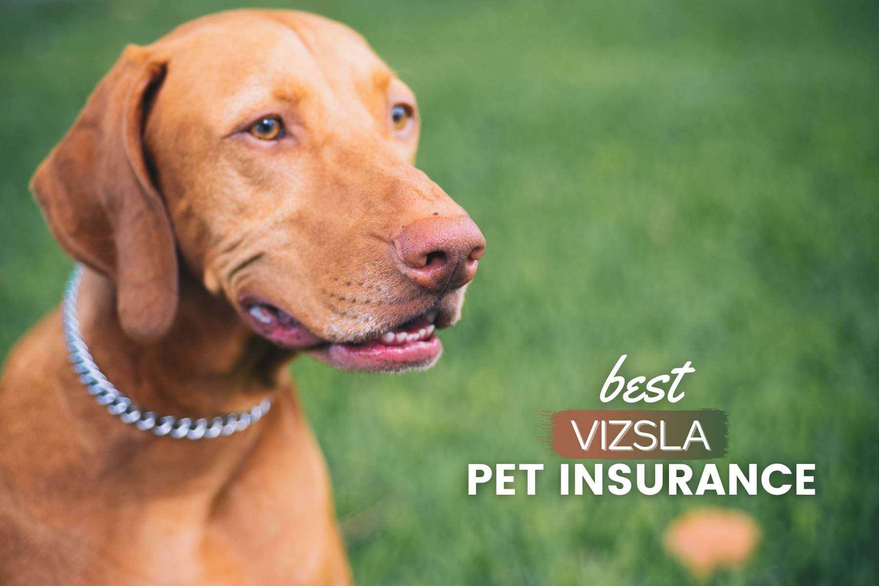vizsla pet insurance