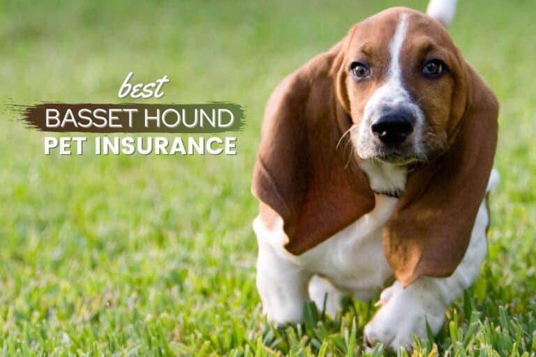 Best Pet Insurance By Basset Hounds: Cost, Quotes & FAQs