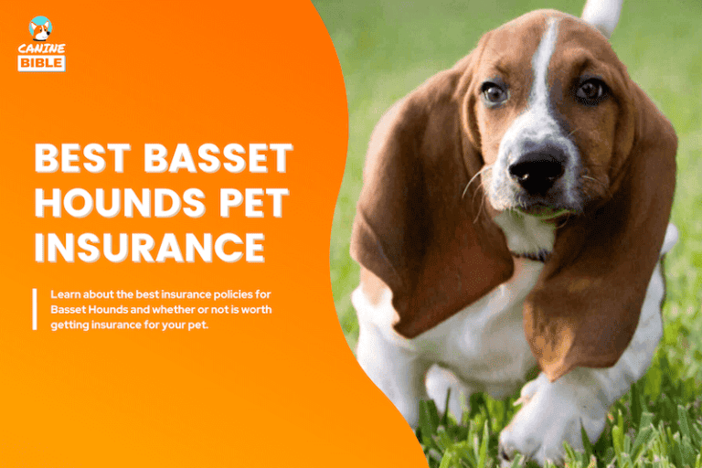 Basset Hound Pet Insurance